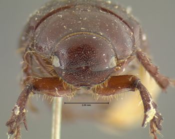 Media type: image;   Entomology 3251 Aspect: head frontal view